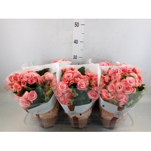 Begonia elat. DU 'Borias'