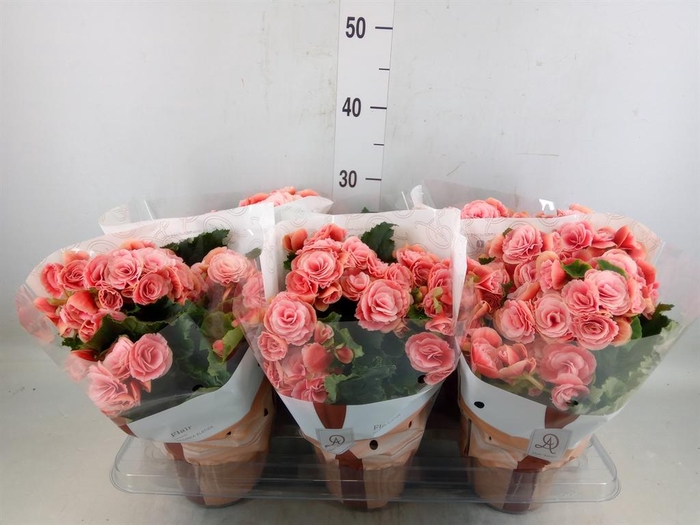 <h4>Begonia elat. DU 'Borias'</h4>