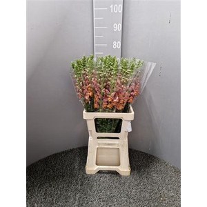 Antir Poto Dark Orange