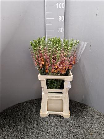 <h4>Antir Poto Dark Orange</h4>