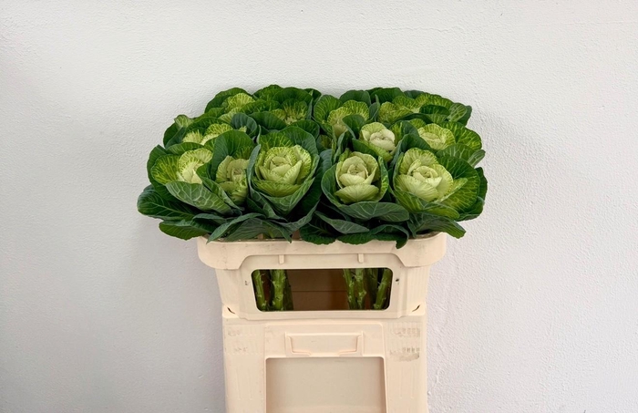 <h4>BRASS WHITE CRANE</h4>