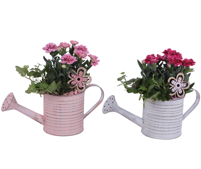 <h4>Spring Flower Arr. Outdoor Zinc Wateringcan Vintage Ø31cm 2PP</h4>