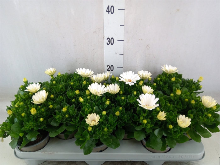 <h4>Osteospermum  'Margarita Cream'</h4>
