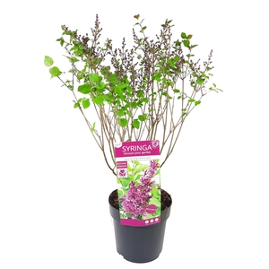 Syringa 'Bloomerang Dark Purple' ®