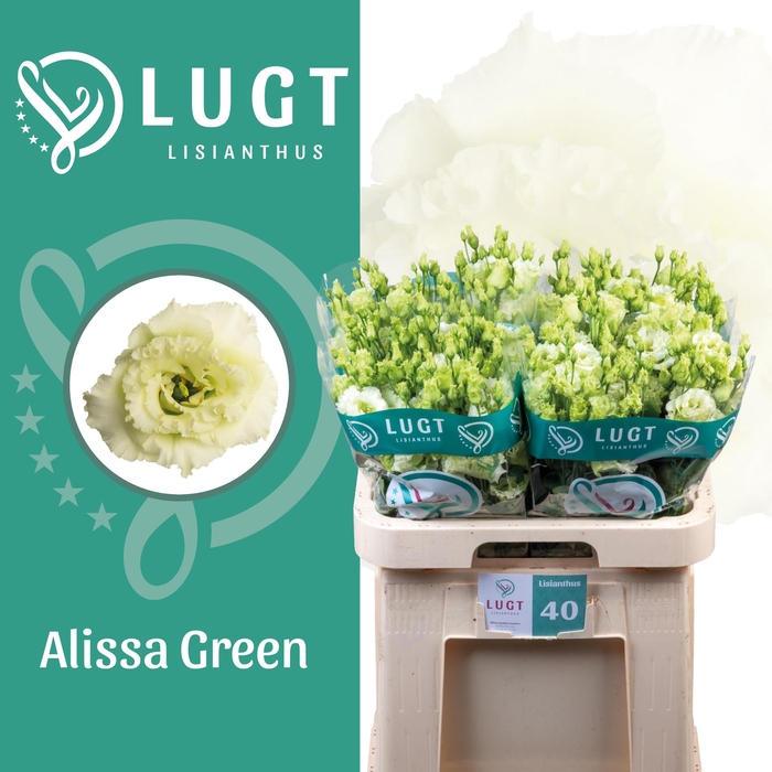 <h4>Lisianthus Alissa Green</h4>