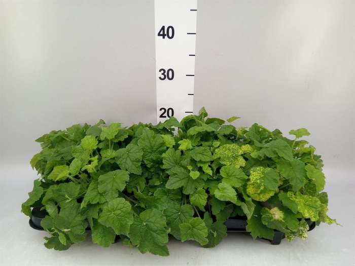 <h4>Tolmiea menziesii   ...green leafed</h4>