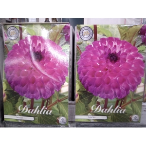 Dahlia   ...flowerbulbs