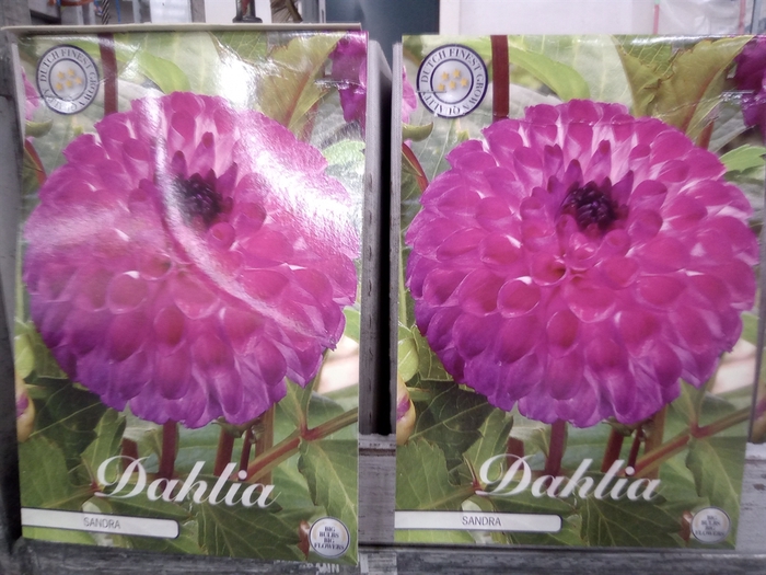 <h4>Dahlia   ...flowerbulbs</h4>