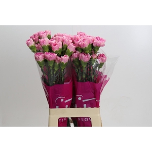 Dianthus St Dollar
