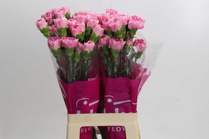 <h4>Dianthus St Dollar</h4>