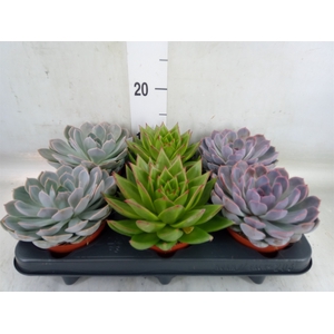 Echeveria   ...mix