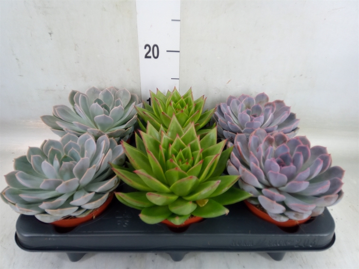 <h4>Echeveria   ...mix</h4>