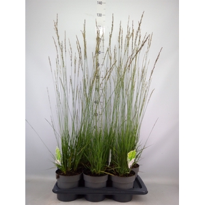 Molinia caerulea