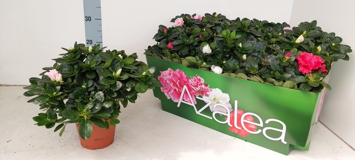 <h4>RHODO SI VOGEL GEM</h4>