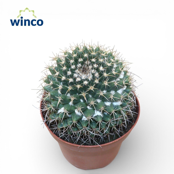 <h4>Mammillaria Compressa</h4>