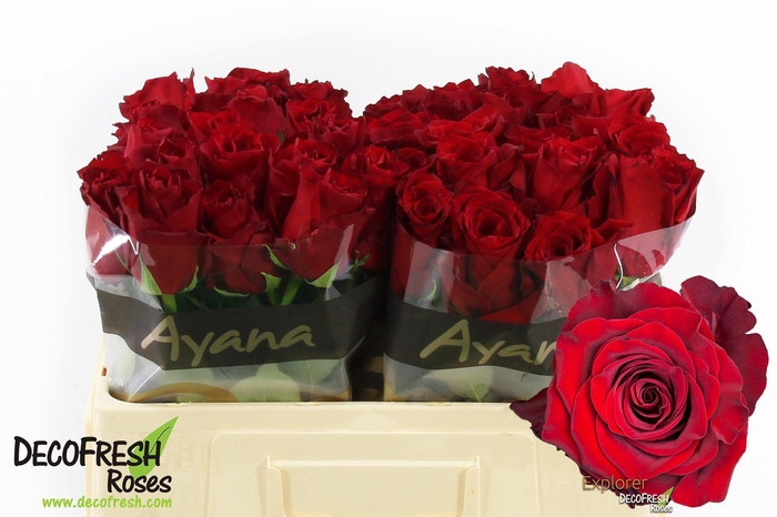 <h4>R Gr Explorer</h4>