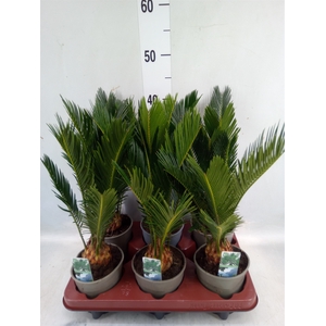 Cycas revoluta