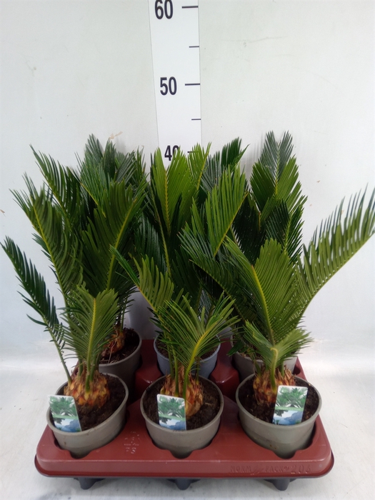 <h4>Cycas revoluta</h4>