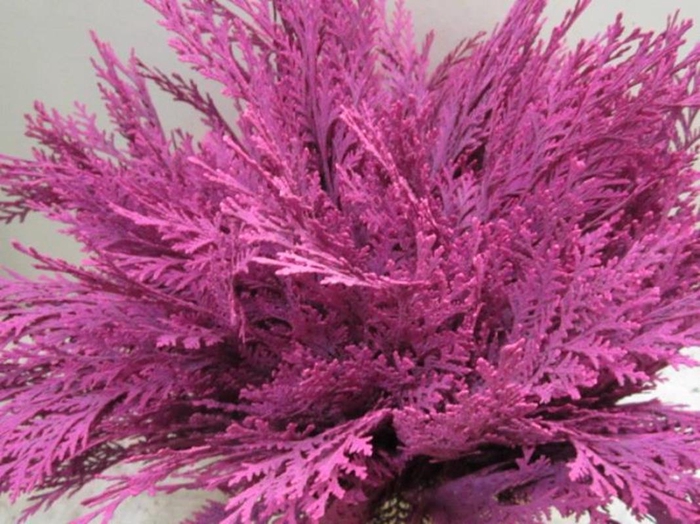 <h4>Conifeer Cerise</h4>