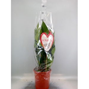 Anthurium andr. 'Red Bull'