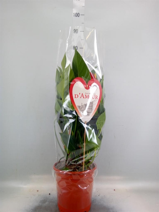 <h4>Anthurium andr. 'Red Bull'</h4>