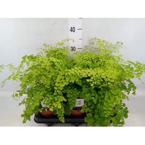 Adiantum raddi. 'Fragrans'