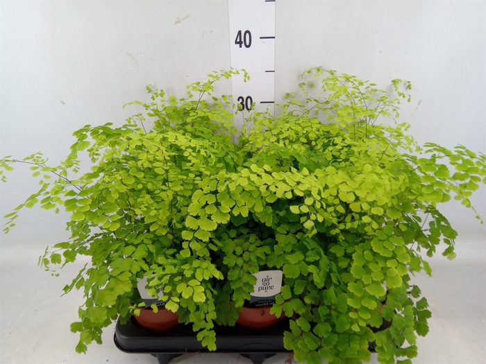 <h4>Adiantum raddi. 'Fragrans'</h4>