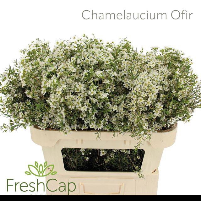 <h4>CHAME UN OFIR</h4>