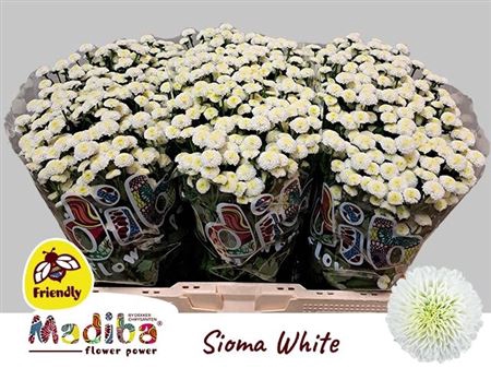 Chr S Madiba White Sioma