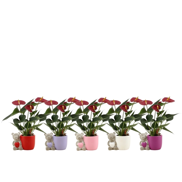 <h4>Anthurium Diamond Red in Berend mix ceramics</h4>