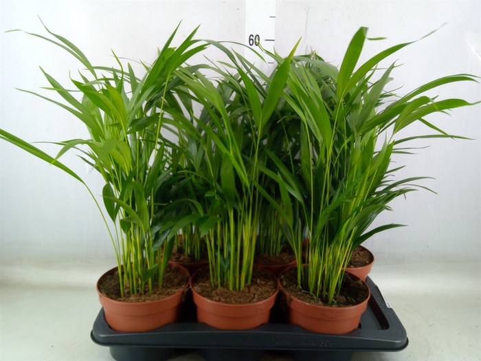 <h4>Dypsis lutescens   ...Chrysalidoca</h4>