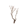 Syringa Branch Super Montemezzi