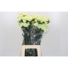 Dianthus St Lady Midori