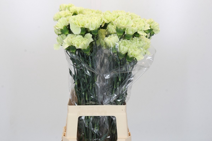 Dianthus St Lady Midori