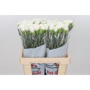 Dianthus St Holly*