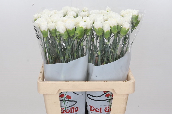 Dianthus St Holly (min 21x160)