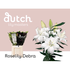 Li Or Double Roselily Debra 4+ Lily Master