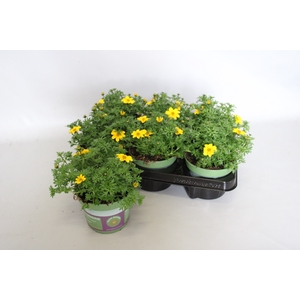 Bidens Sixbie Sun