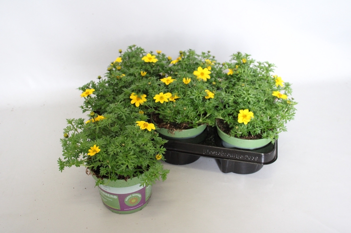 <h4>Bidens Sixbie Sun</h4>