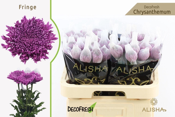 <h4>Chr g Fringe</h4>