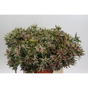 Leucadendron Ayoba Star Pearl