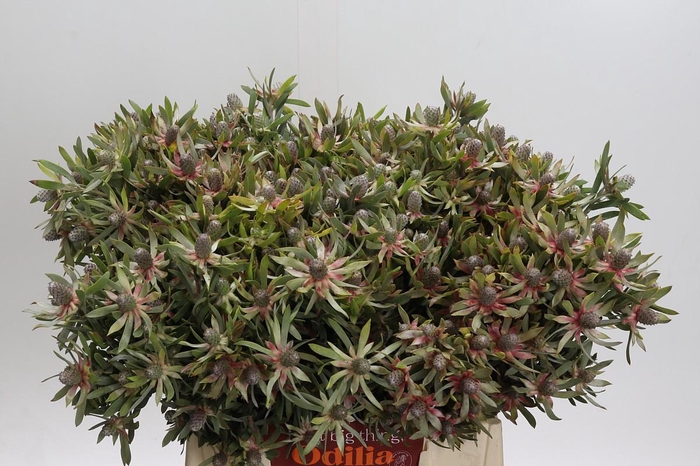 <h4>Leucadendron Ayoba Star Pearl</h4>