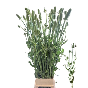 Dipsacus (kaardebol)
