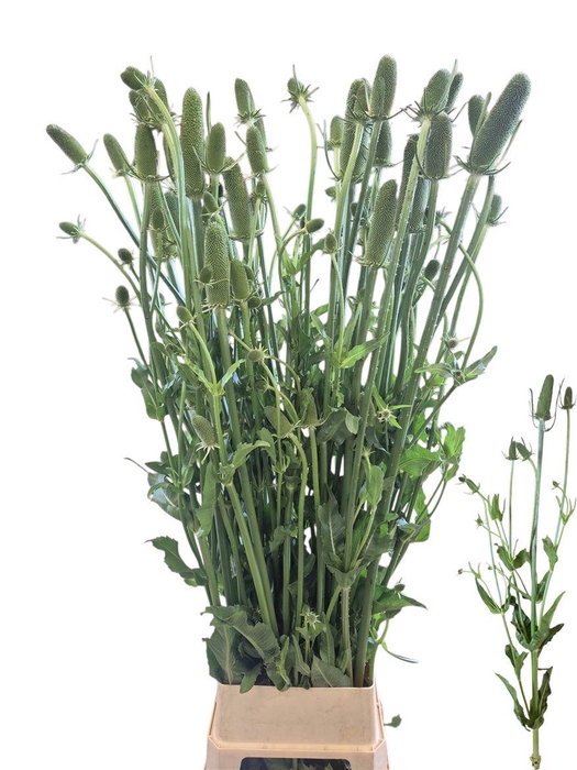 <h4>Dipsacus (kaardebol)</h4>