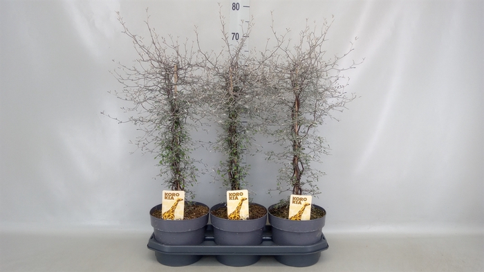 <h4>Corokia cotoneaster</h4>