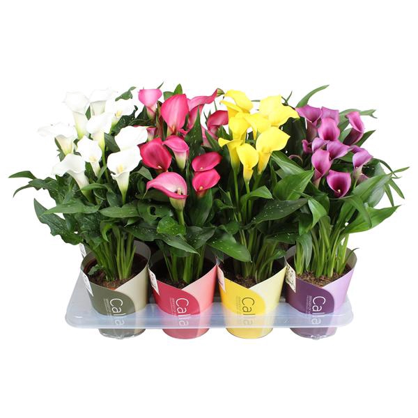 <h4>Zantedeschia gemengd SoHappyCalla mix met ton sur ton potcover</h4>