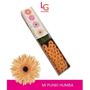 Gerbera mini Punki Humba