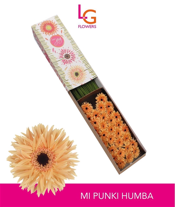 <h4>Gerbera mini Punki Humba</h4>