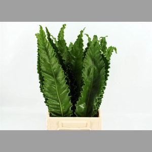 Asplenium Osaka 50cm