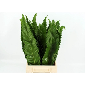 Asplenium Osaka